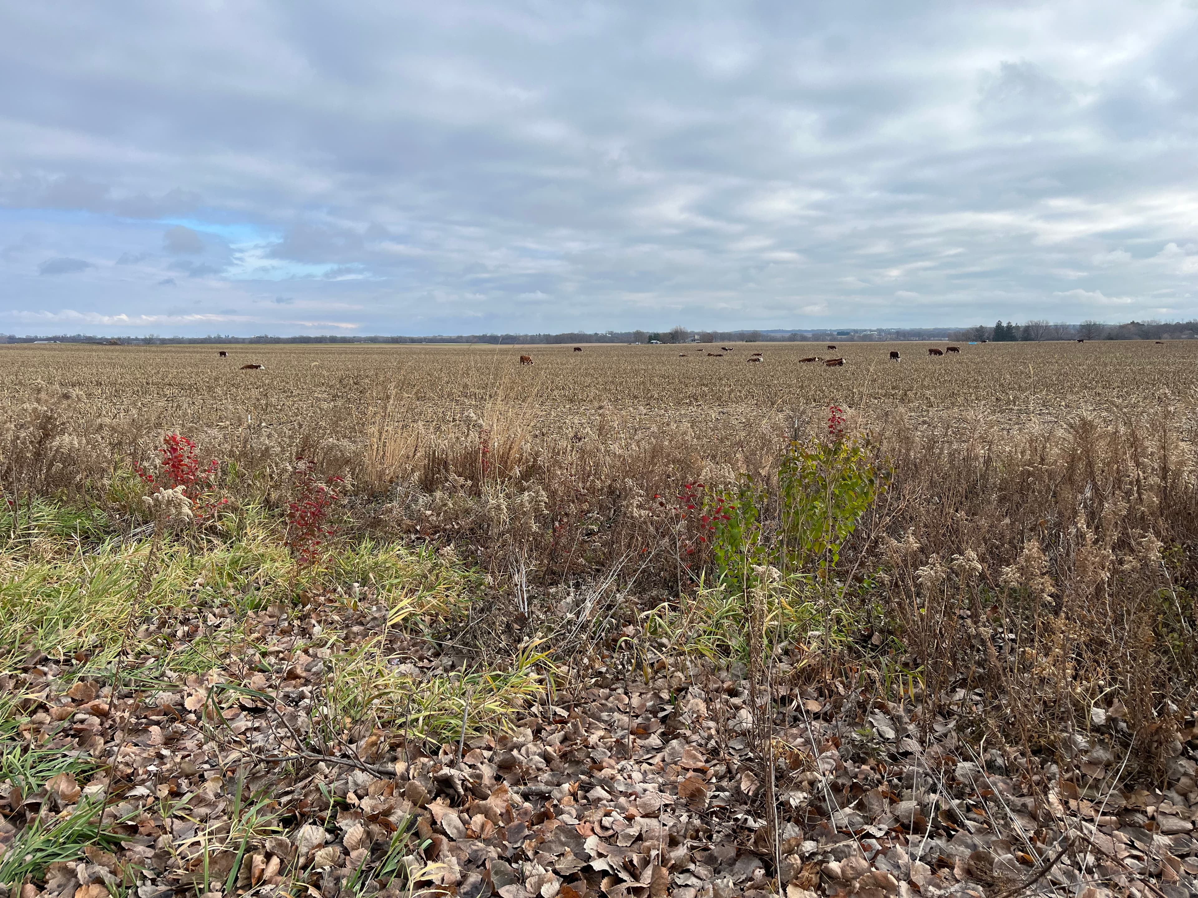 Cow field background texture